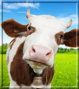 Livestock Management Tools